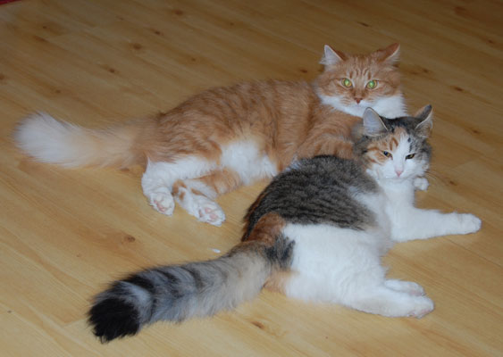 sibirisk katt