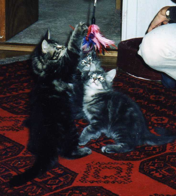 Maine Coon A-kull