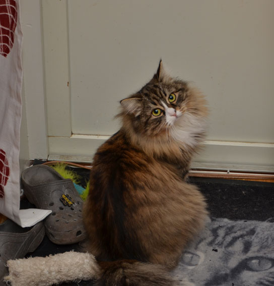Sibirisk katt Mitzi