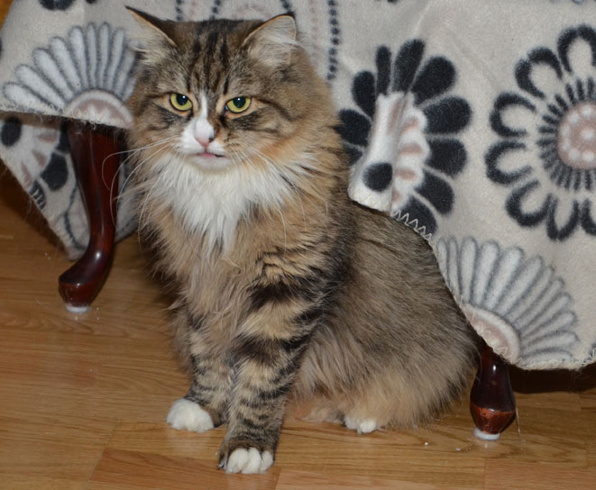 sibirisk katt Mitzi