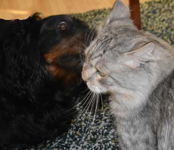 Sibirisk katt o hund