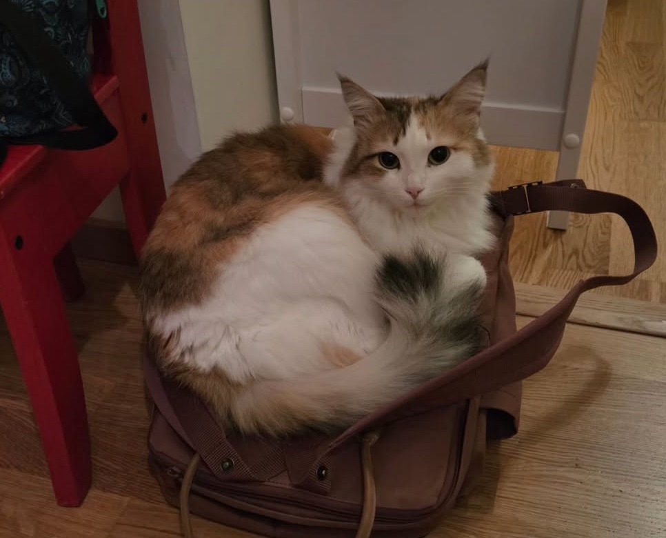 Sibirisk katt Nymphe