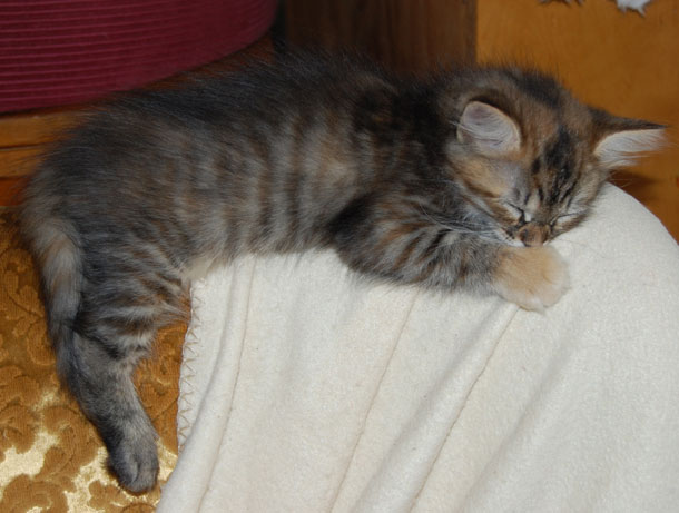 sibirisk kattunge