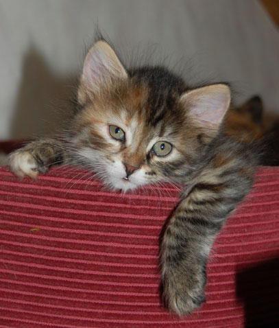 sibirisk kattunge