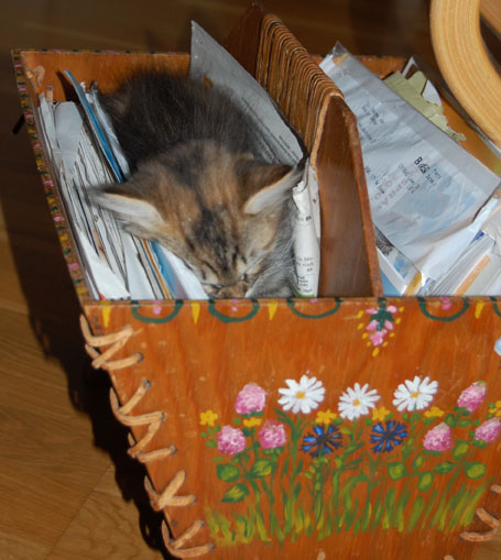 sibirisk kattunge