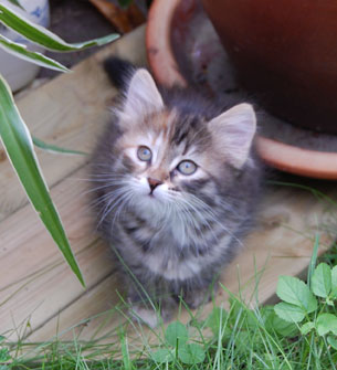 sibirisk kattungar