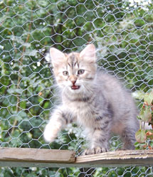 sibirisk kattunge