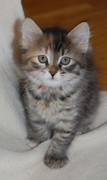 sibirisk kattunge