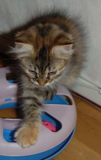 sibirisk kattunge