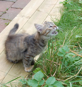 sibirisk kattunge