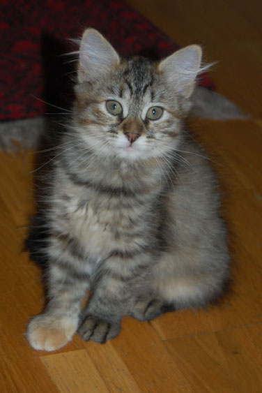 sibirisk kattunge