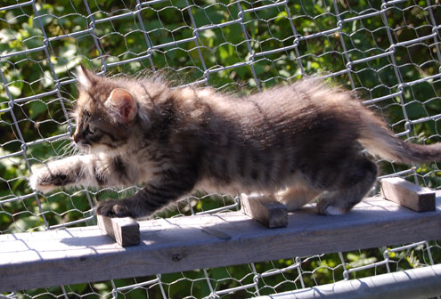 sibirisk kattunge