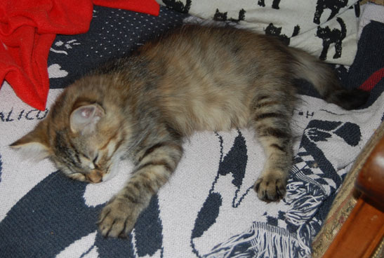 sibirisk kattunge