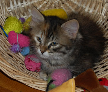 sibirisk kattunge