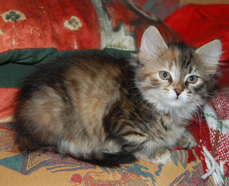 sibirisk kattunge