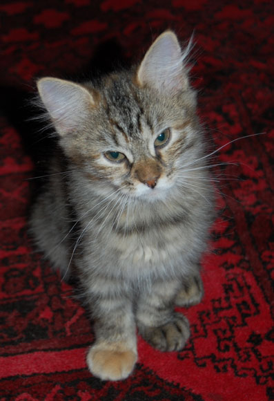 sibirisk kattunge