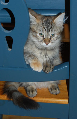 sibirisk kattunge