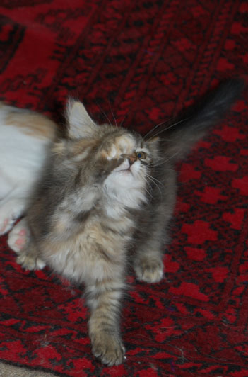 sibirisk kattunge