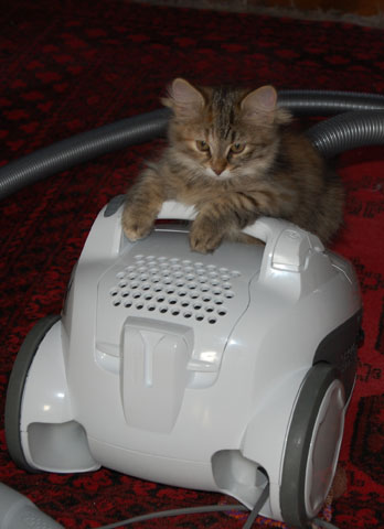 sibirisk kattunge