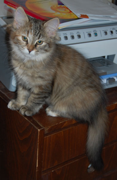sibirisk kattunge