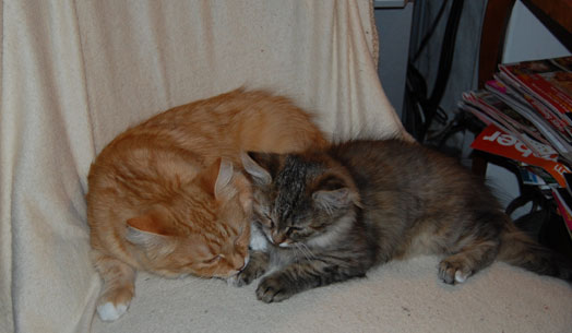 sibitisk kattunge