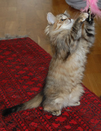 sibirisk kattunge