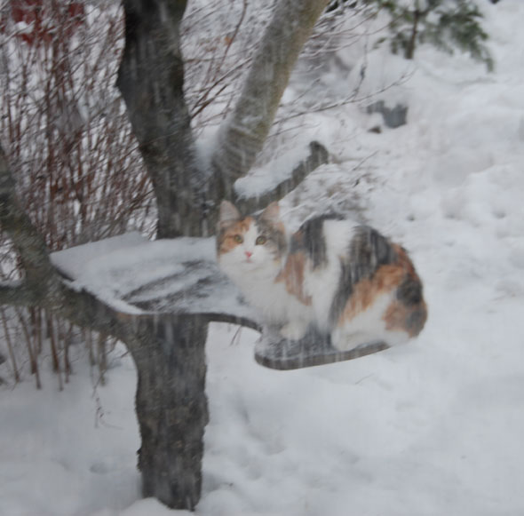 sibirisk katt