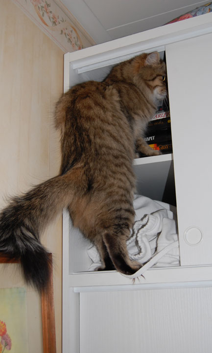Sibirisk katt klättrar i skåp