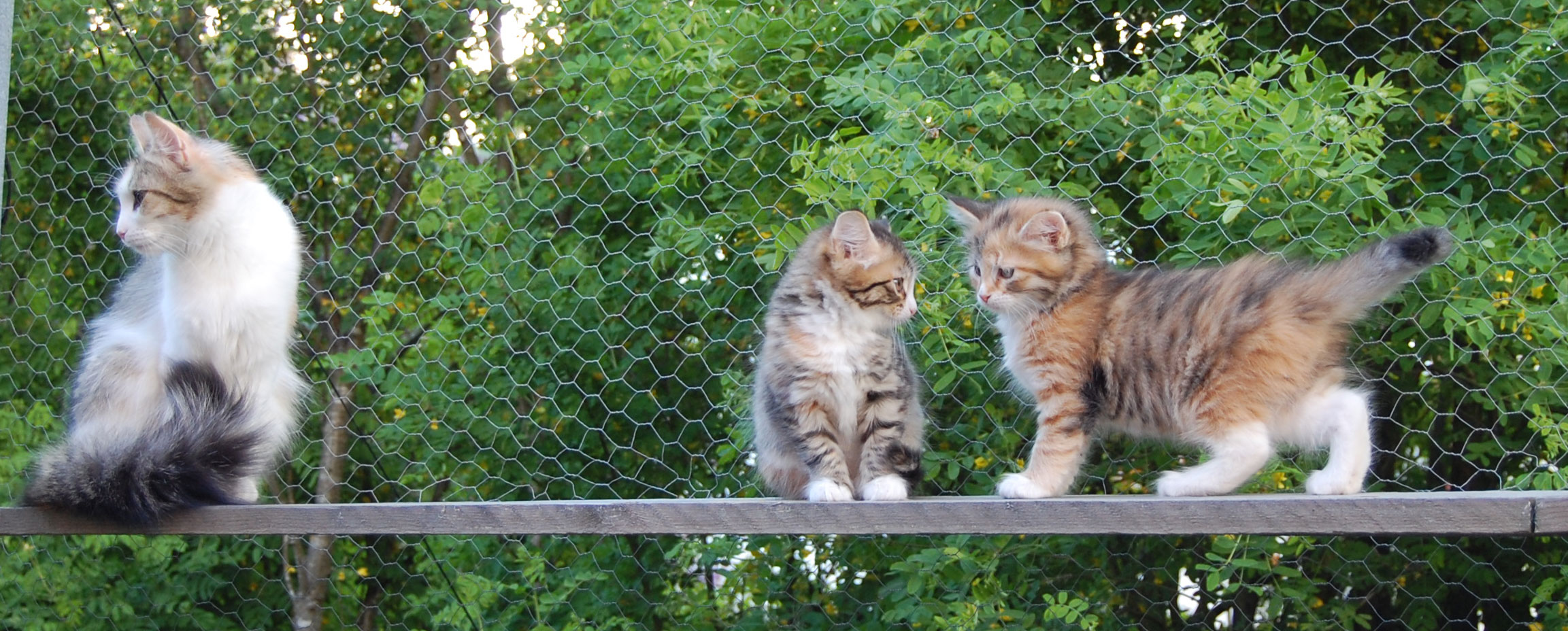 sibirisk kattungar
