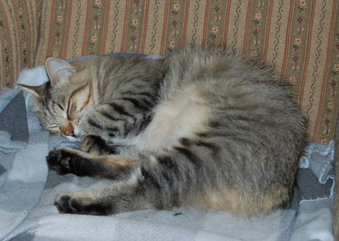 sibirisk katt sover