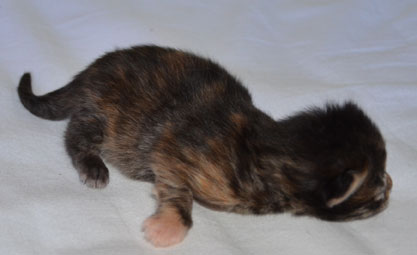 sibirisk kattunge