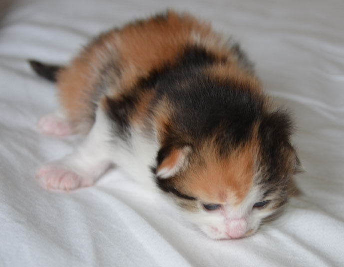 sibirisk kattunge