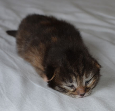 sibirisk kattunge