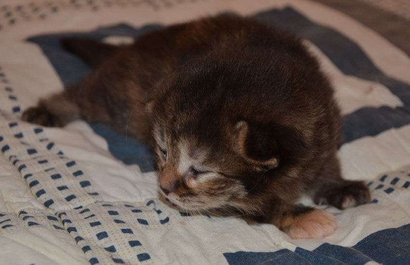 sibirisk kattunge