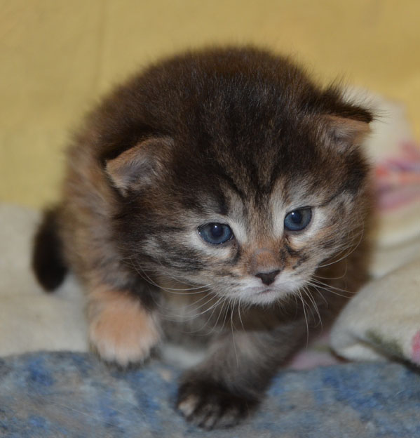 sibirisk kattunge