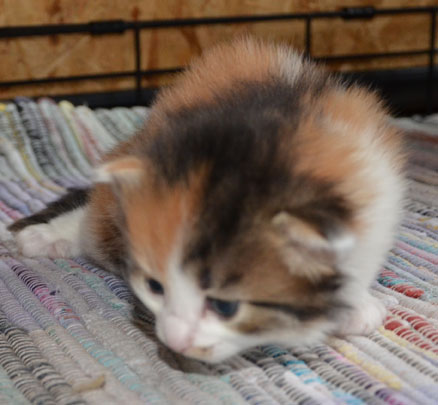 sibirisk kattunge