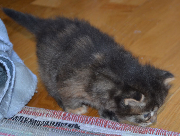 sibirisk kattunge