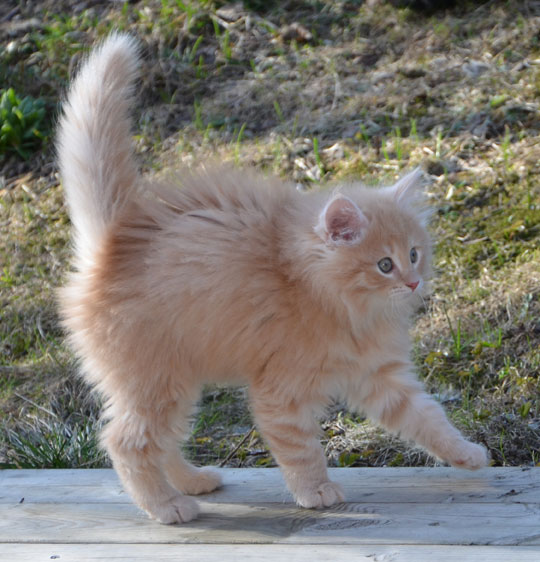 Sibirisk kattunge Figaro