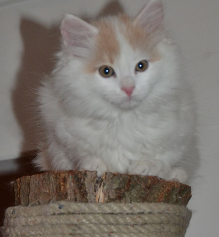 sibirisk kattunge Fenrir