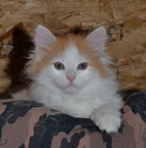 sibirisk kattunge Fenix