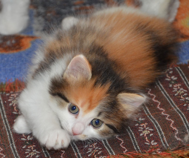 sibirisk kattunge