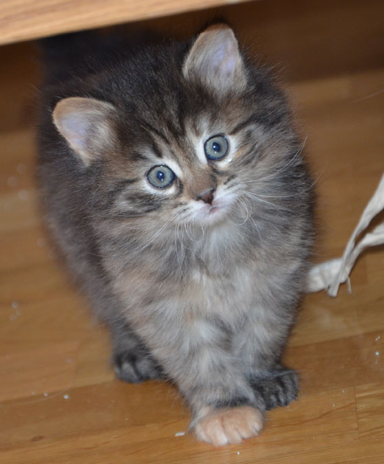 sibirisk kattunge
