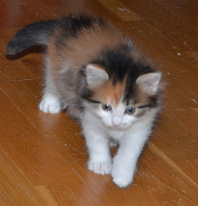 sibirisk kattunge