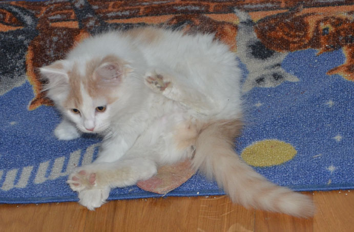 sibirisk kattunge Fenrir