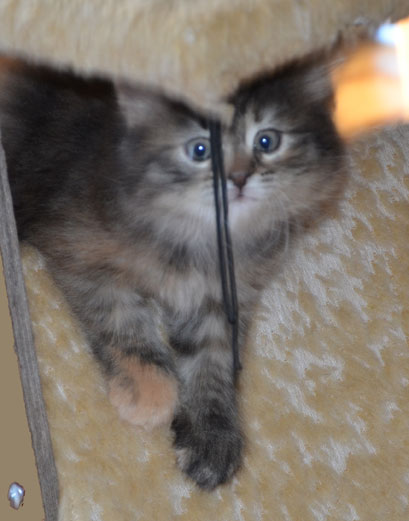 sibirisk kattunge