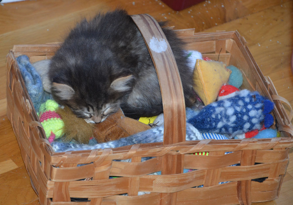 sibirisk kattunge