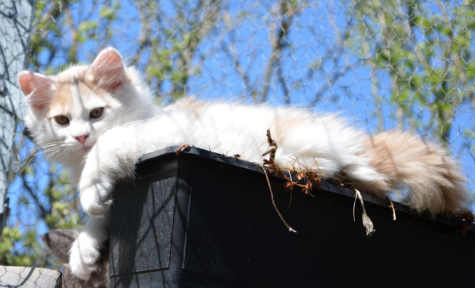 sibirisk kattunge