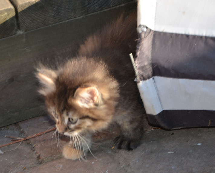 sibirisk katt