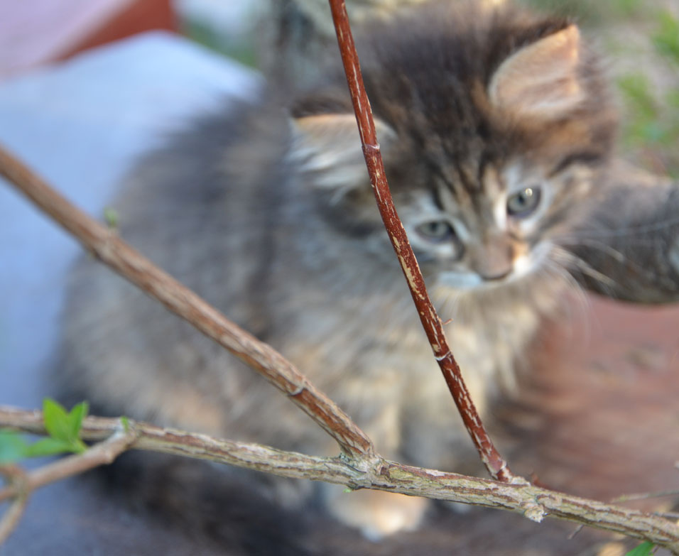 sibirisk kattunge