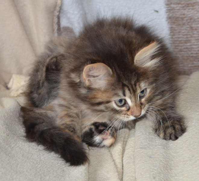 sibirisk kattunge